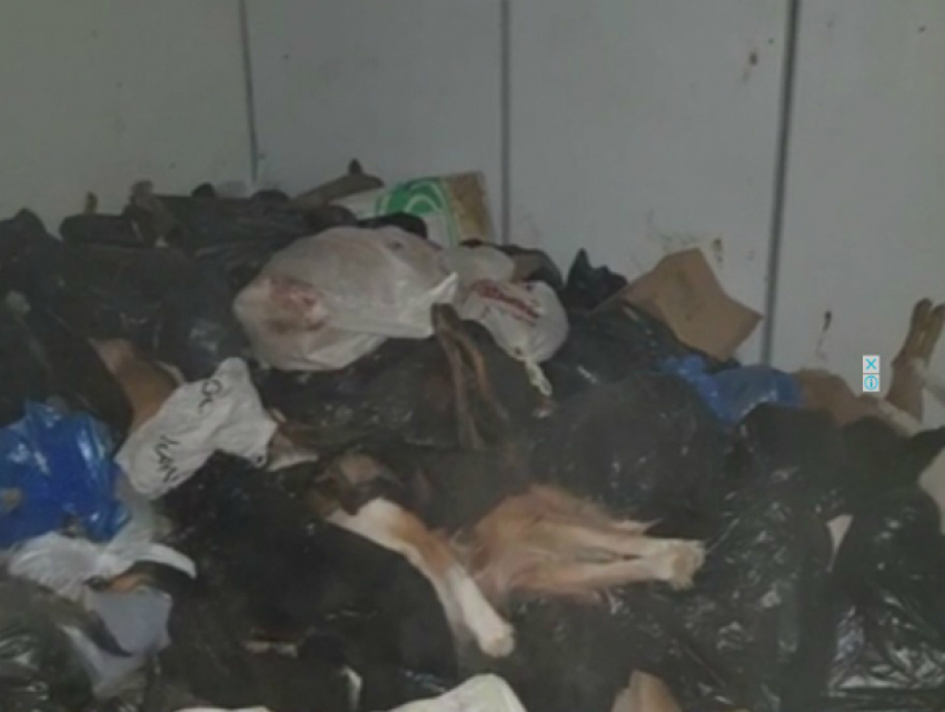 Заваленный трупами кошек и собак рефрижератор обнаружили в приюте для животных Ростова