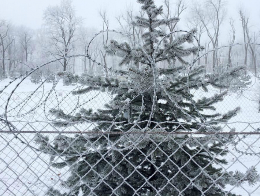 Колючей проволокой попытались обезопасить парковые елки в Ростове