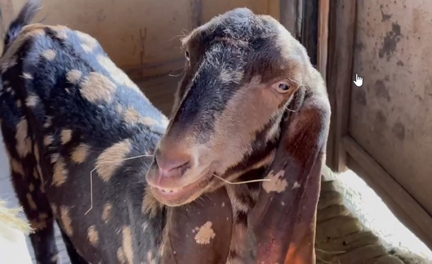 В зоопарк Ростова из сафари-парка привезли редких коз Камори с длинными  ушами