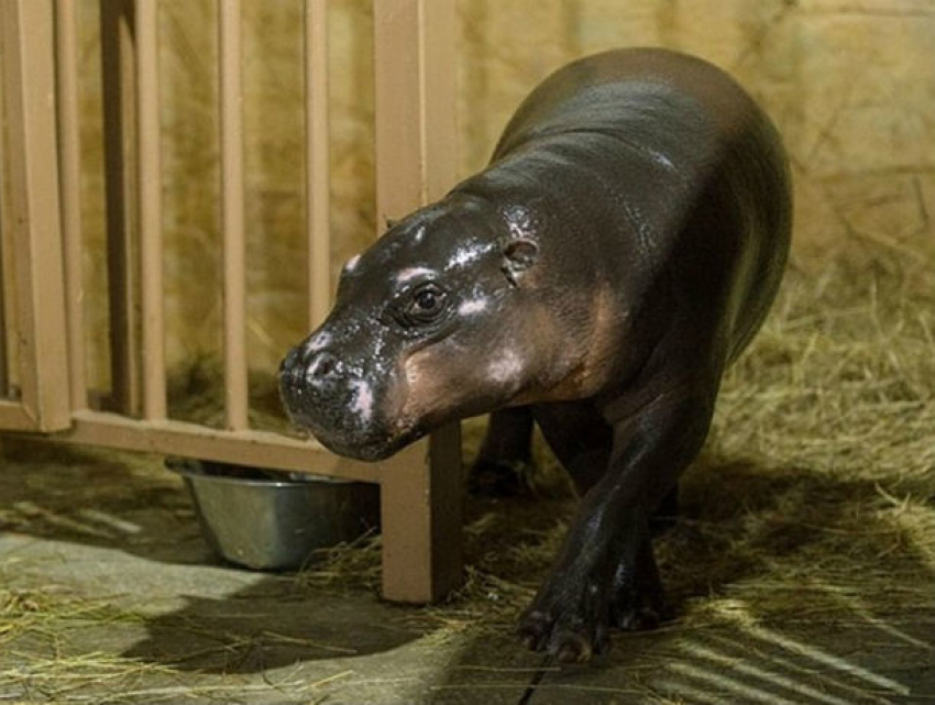 Карликовая крошка-бегемотик из Дании приехала жить в ростовском зоопарке