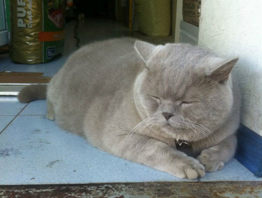 «Объевшего» хозяев магазина празднично-пухлого «сторожевого» кота посадили на поводок в Ростове