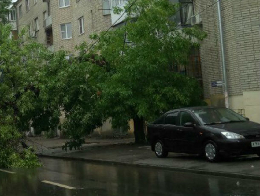 Рухнувшее дерево перегородило дорогу и постучало в окно жителям в Ростове