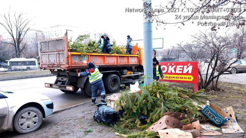 В Ростове все непроданные новогодние деревья вывезли в зоопарк