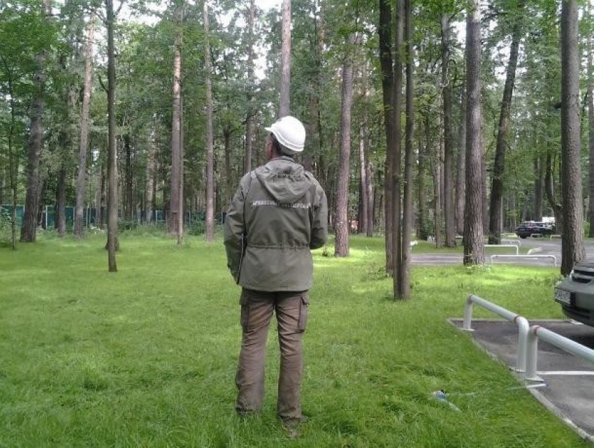 Компания из Екатеринбурга не смогла посчитать зеленую растительность в Ростове