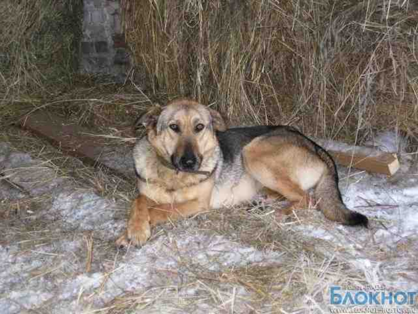 В Волгодонском районе оштрафовали хозяйку собаки, укусившей прохожего