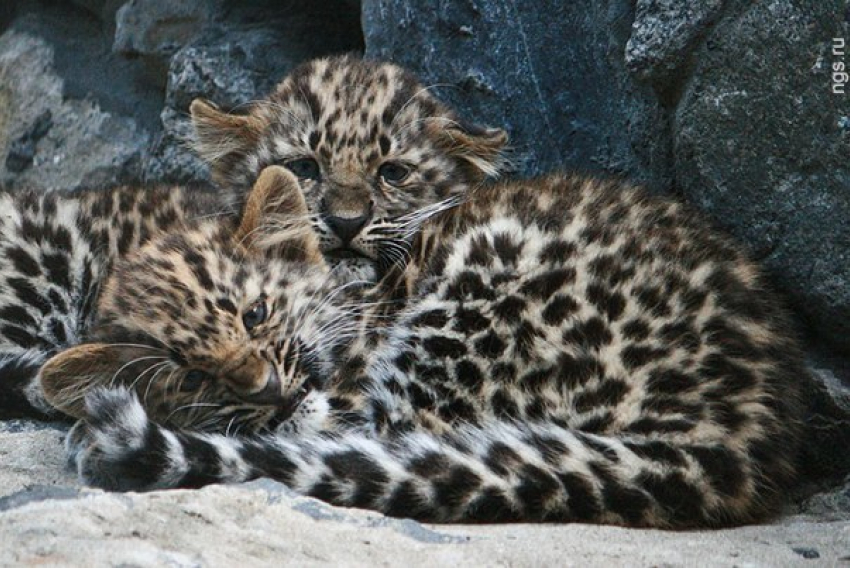 В Ростовском зоопарке родились три дальневосточных леопарда