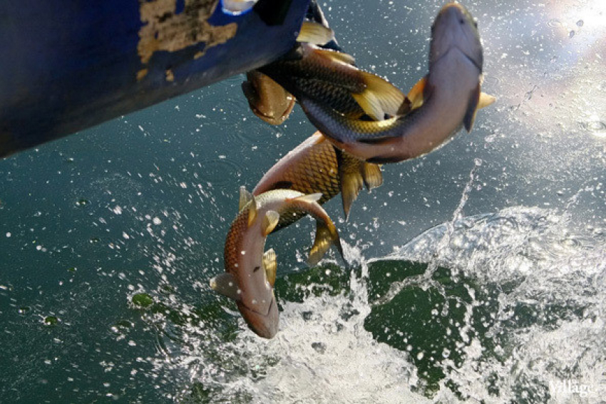 В Ростове спасли 500 штук рыб