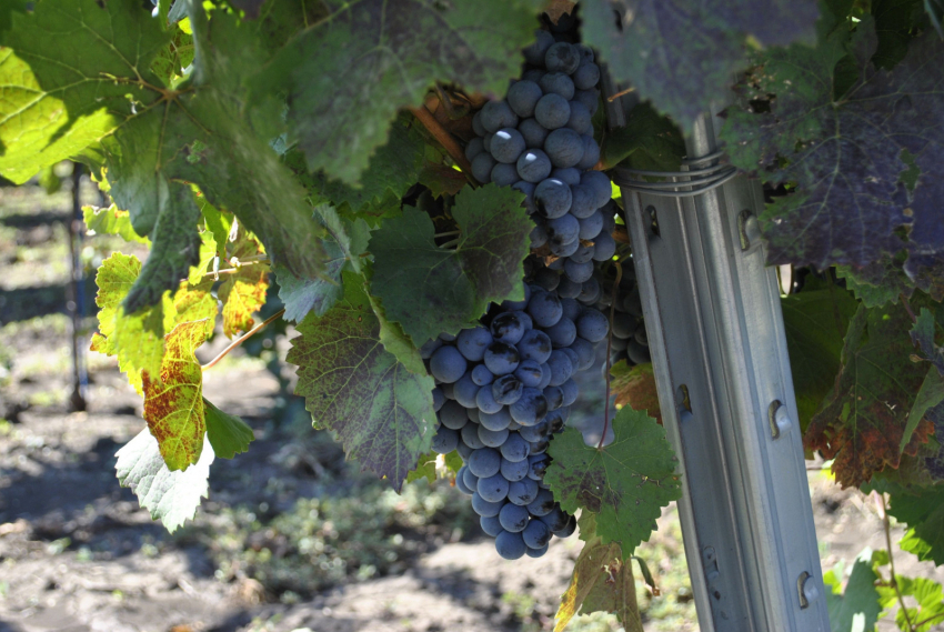 В Ростове продажи безалкогольного вина выросли на 25%