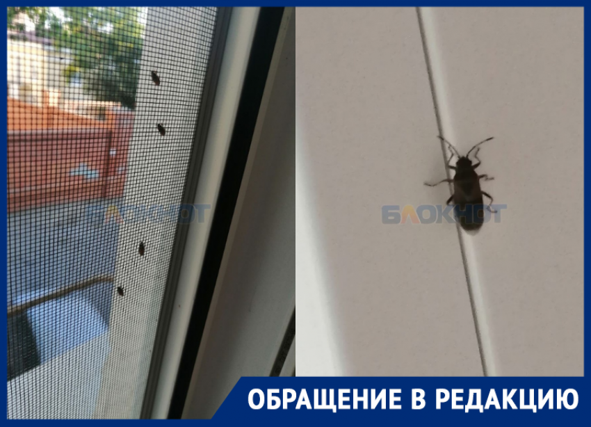 Массовое нашествие клопов началось в центре Ростова