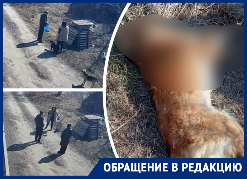 В Ростовской области наркокурьер отравил 10 собак