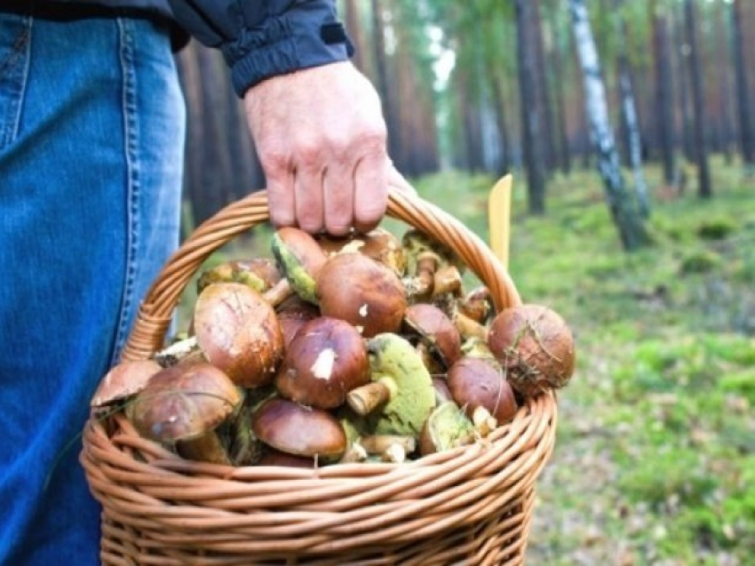 В Ростовской области отравились лесными грибами несколько взрослых и ребенок