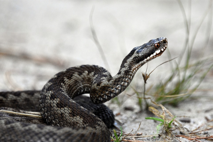 Прогоняем змей: как ростовчанам защитить участок от пресмыкающихся