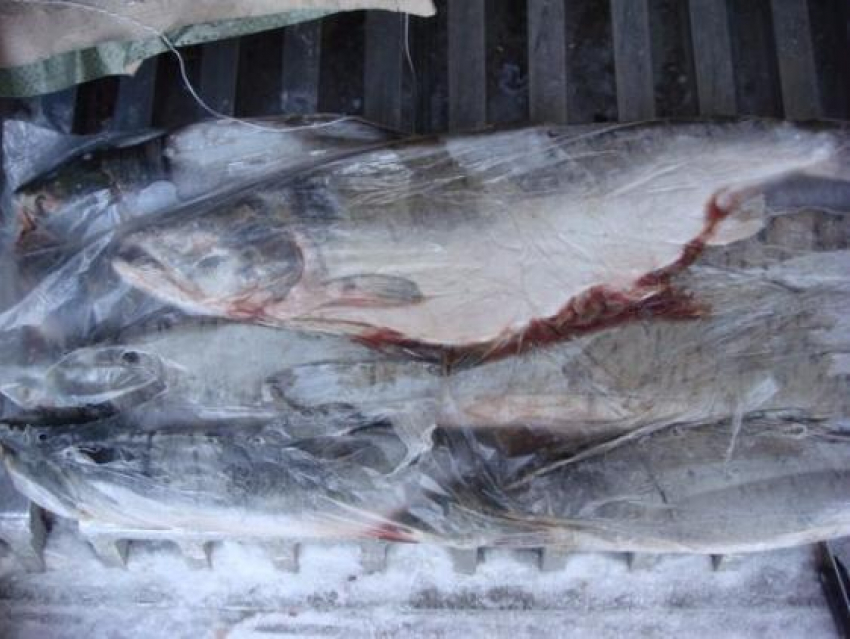 44 килограмма некачественной горбуши нашли в ростовской школе-интернате  