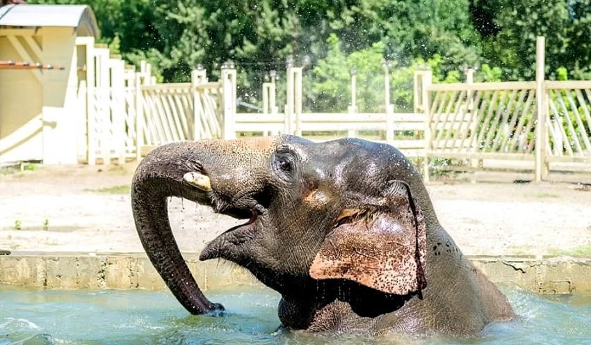 В ростовском зоопарке отметят 19-летие индийского слона Юмы