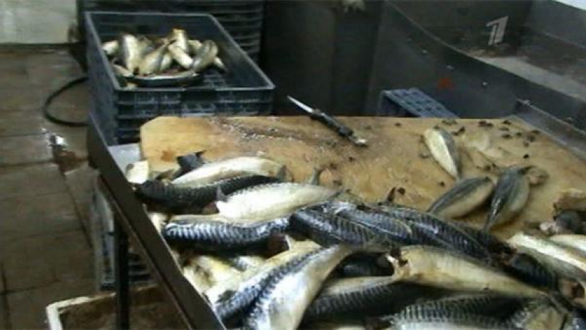 Около 40 тонн некачественной рыбы забраковали в Ростовской области 