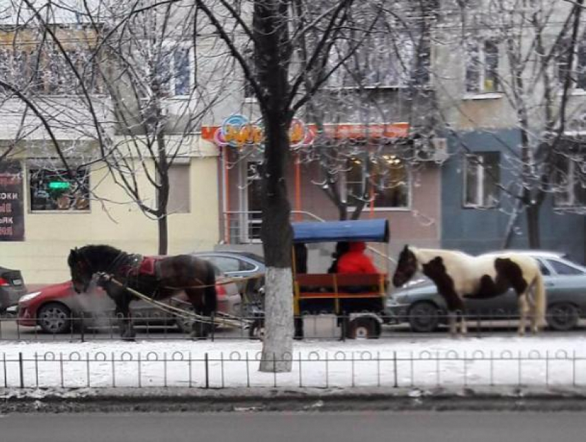 Огромная пробка в Ростове вынудила коней оказаться среди пострадавших 