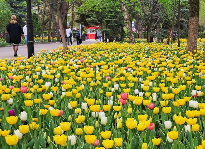 В Ростове планируют увеличить количество высаженных тюльпанов 