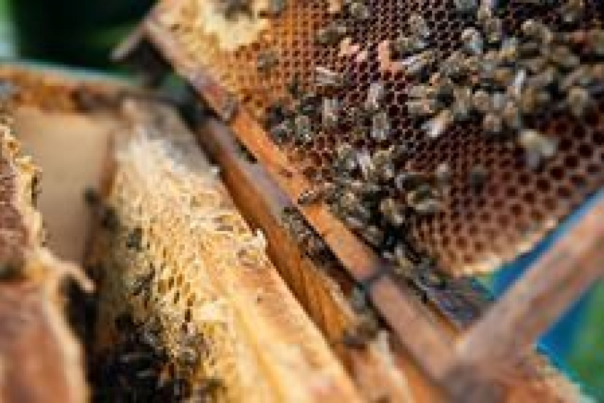 В Ростовской области из-за больных  пчел ввели карантин 