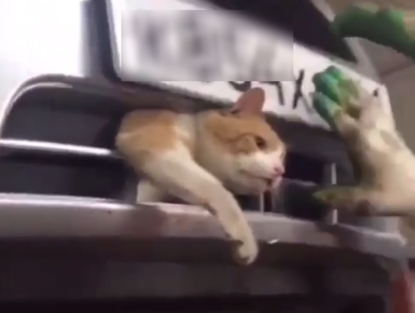 В Ростовском автосервисе мастера спасли злого кота, застрявшего в бампере автомобиля