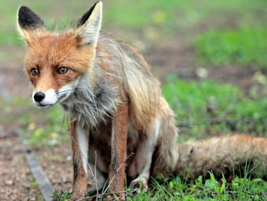 Обнаруженные в лесу опасные останки животного подняли «на уши» целый хутор в Ростовской области
