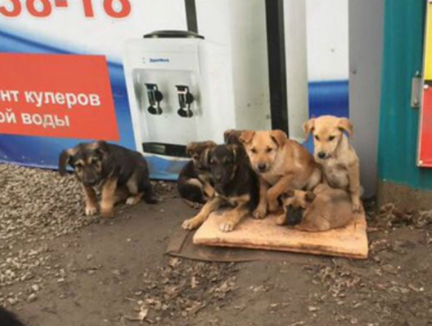 Жуткое издевательство над щенками устроили «черные» зоозащитники в Ростовской области