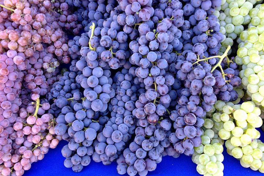 Из-за аномальной жары в Ростовской области вдвое сократился урожай винограда