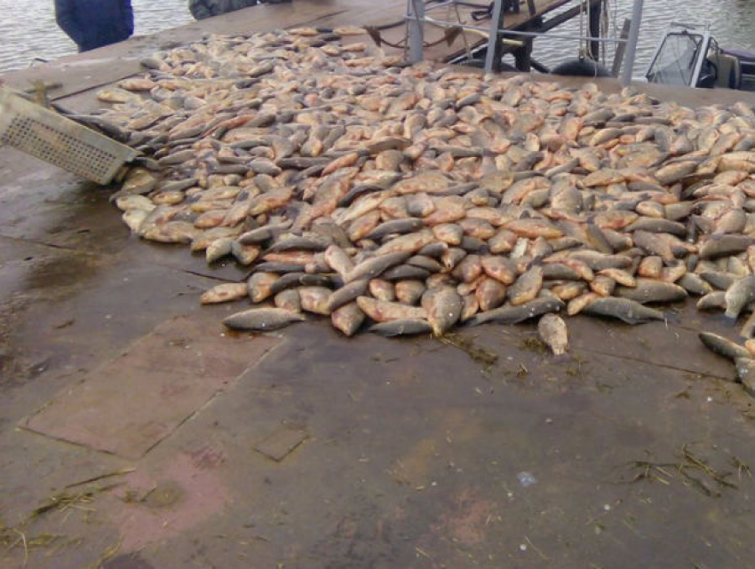 Браконьеров в Ростовской области задержали с тремя тоннами сазана, леща, пиленгаса и карася