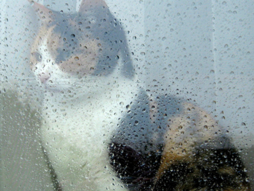 С проливных дождей начнется новая рабочая неделя для жителей Ростова