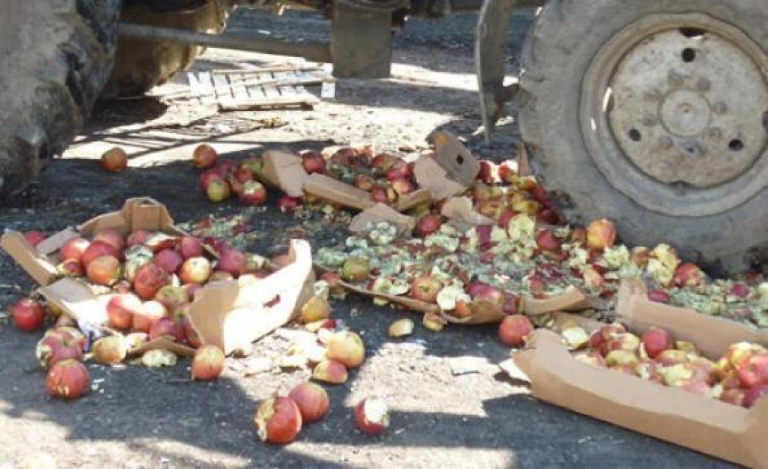 В Ростове бульдозер раздавил 178 тонн импортных яблок