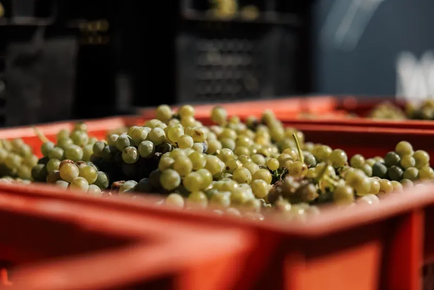 Что такое донское виноделие: рассказываем про семейный бизнес и гастрономический туризм