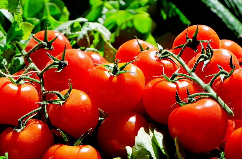Как ростовчанам получить богатый урожай помидоров