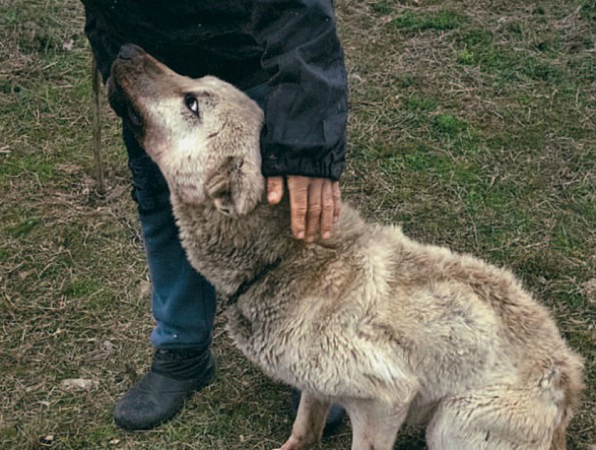 Собаки задыхались и медленно умирали в муках на руках жестокого ветеринара из Ростова