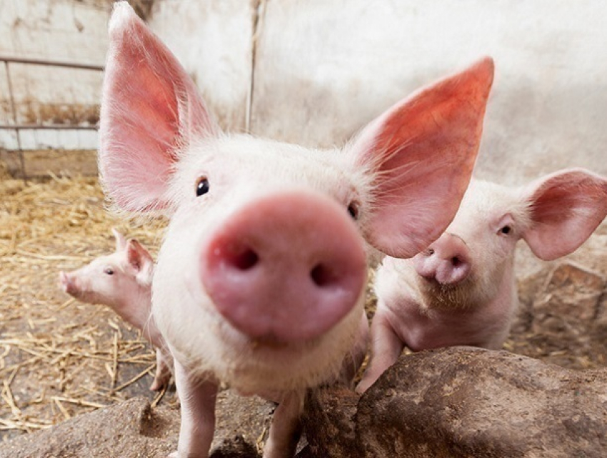 Карантин по африканской чуме свиней сняли ветеринары в Веселовском районе Ростовской области 