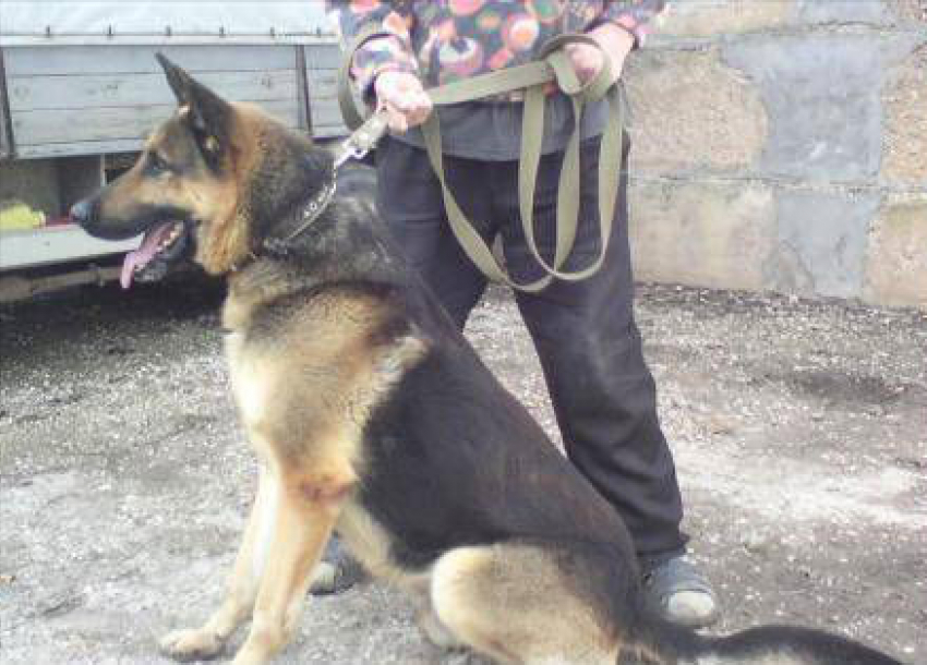 Ростовские полицейские разыскивают сбежавшую со службы собаку 
