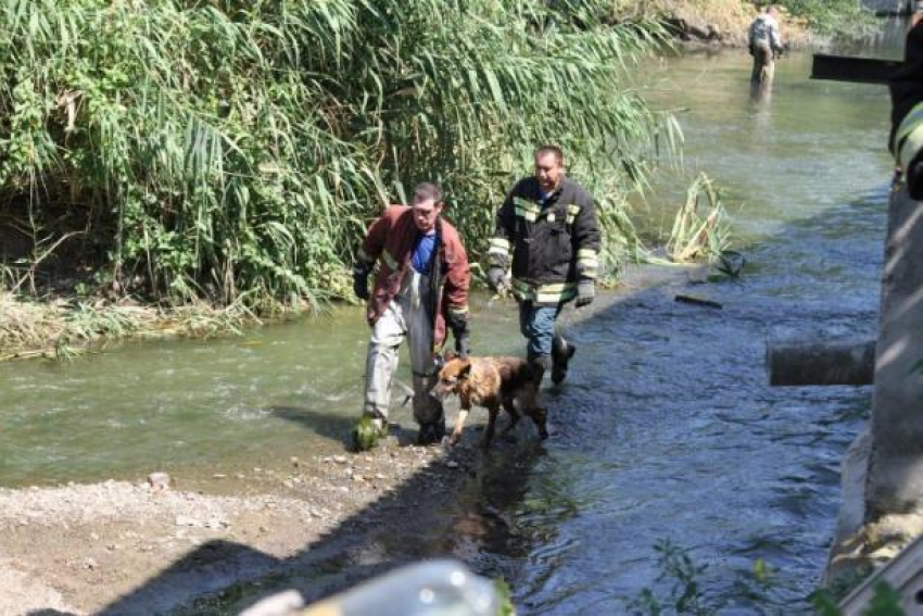 Собаку, которая оказалась на маленьком острове после наводнения, спасли в Ростове