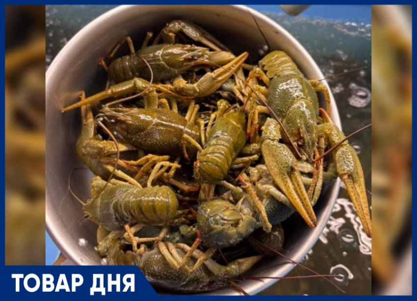 ТОВАР ДНЯ: Рак «Волга» Крупный — 1699 рублей за килограмм