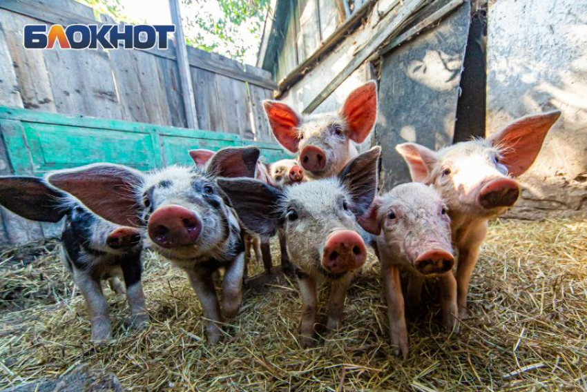 В двух районах Ростовской области ввели карантин из-за африканской чумы свиней