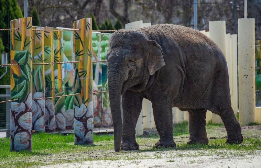 В ростовском зоопарке показали, как делают педикюр слону