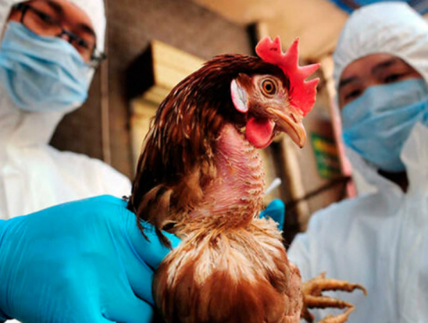 Зараженное птичьим гриппом мясо поступило в магазины Ростовской области