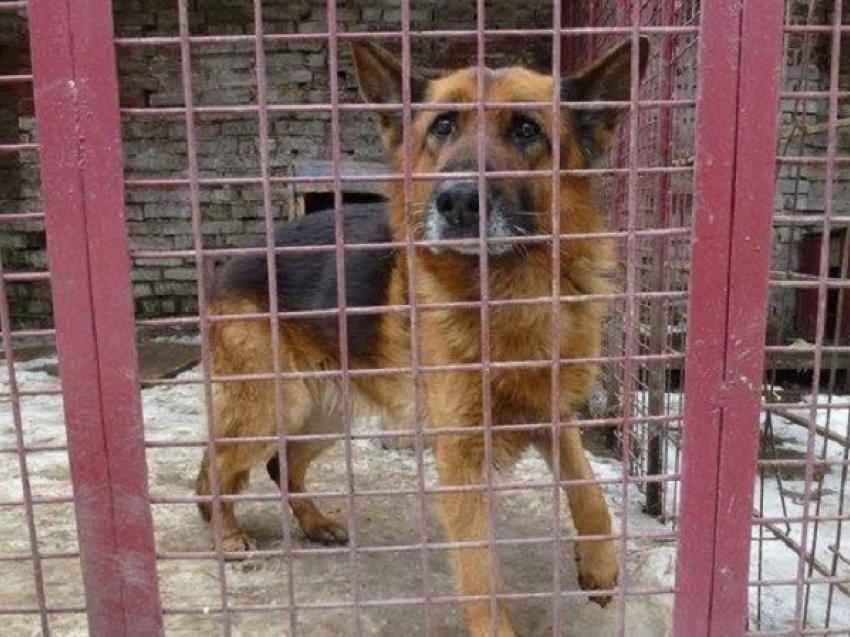 Зоозащитник: догхантеры объявили день зачистки от собак