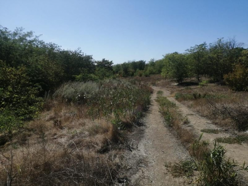 Лесополосу «Долина Любви» жители поселков под Ростовом пытаются вернуть через суд