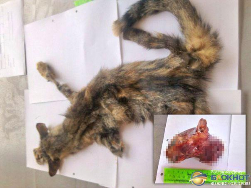 В Ростове возбуждено дело в отношении живодера, расчленившего кошку. Фото