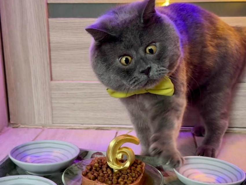 Удивленному коту-блогеру Феде из Ростовской области исполнилось 6 лет