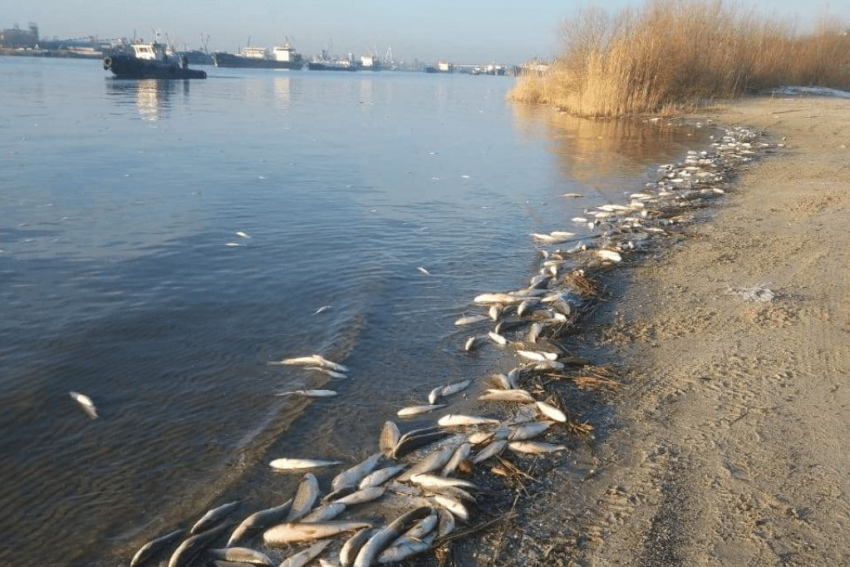 Озвучена причина массовой гибели рыбы в Дону