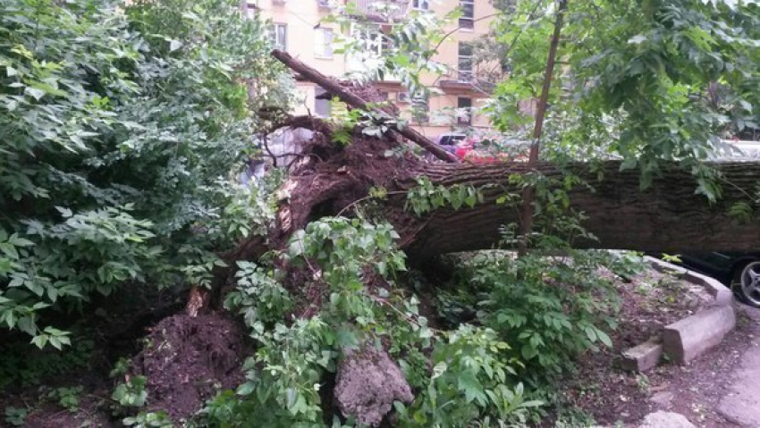 В Ростове во дворе многоэтажки на улице Ленина в тихую ночь упало огромное дерево 