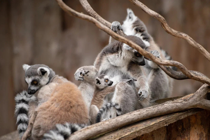 В ростовском зоопарке рассказали о показательных кормлениях рогатых воронов, лемуров и сурикатов