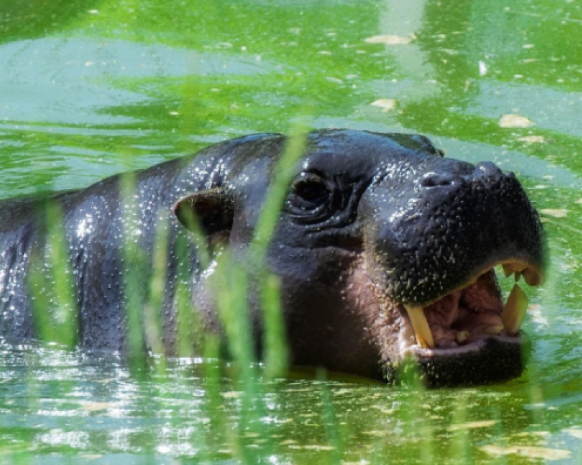 Карликовые бегемоты Риф и Найма снова резвятся в уличных вольерах в ростовском зоопарке