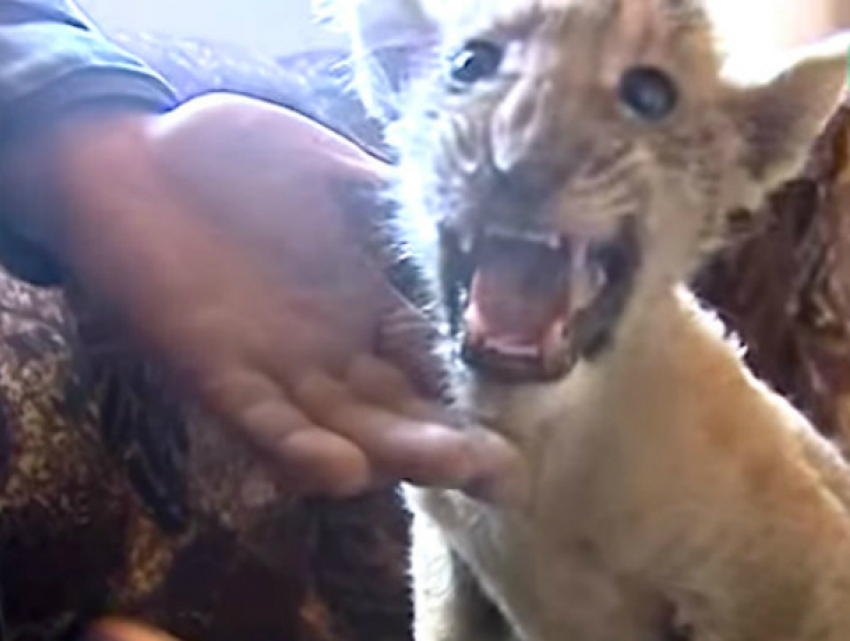 Уникальный плод любви между тигрицей и львом в Ростовской области сняли на видео