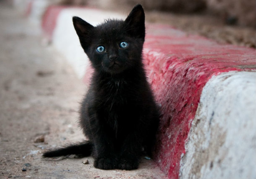 Трогательное спасение черного котенка парнем из стоматологии восхитило жителей Ростова