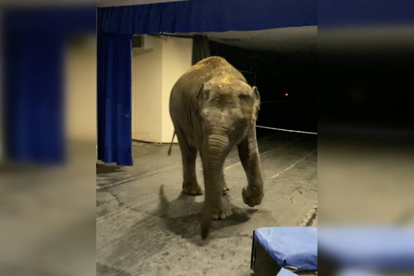 Власти Москвы рассказали, на каких условиях Ростовский зоопарк передал слона цирку